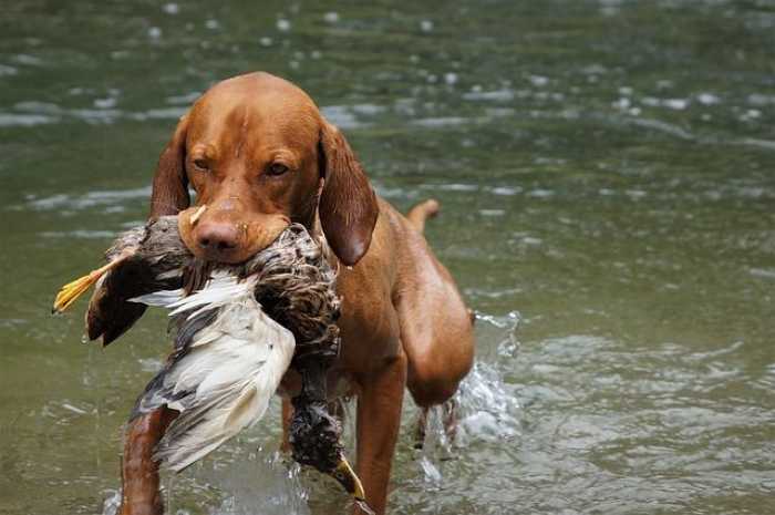 Top Tips for Training Your Dog: A Pawsitive Guide!