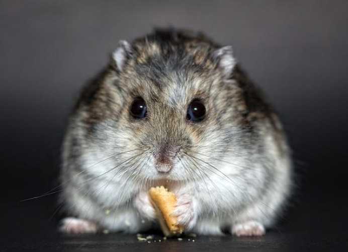How to Look After a Hamster 🐹 Basic Care Needs