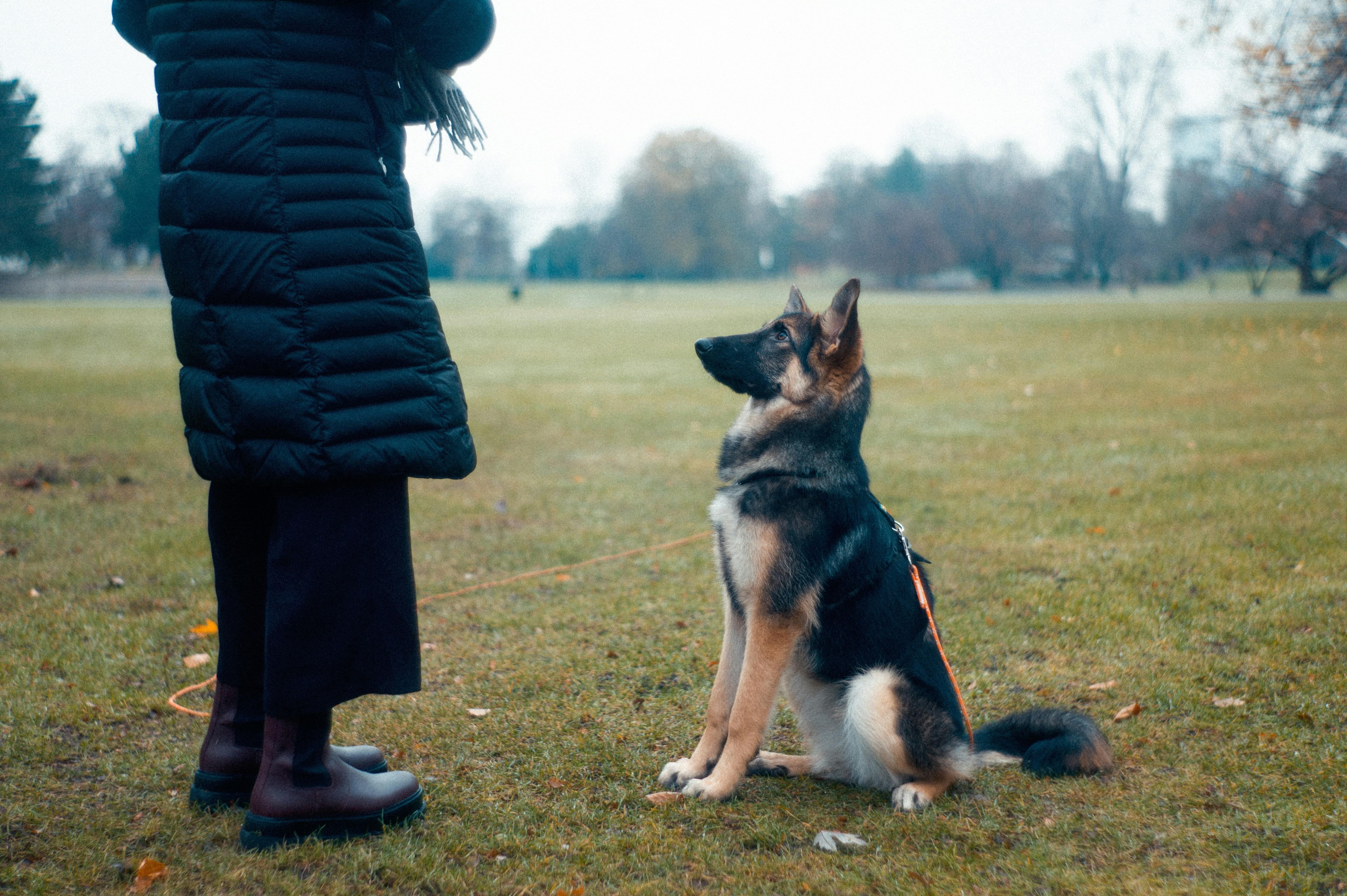 Why Training Your Pup Should Be Enjoyable