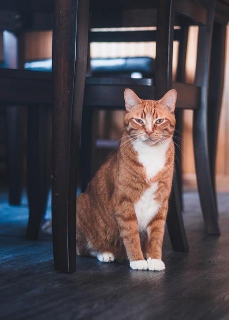 Creating an Ideal Home Habitat for Your Feline Friend