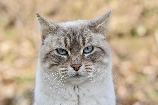 Must-Know Tips for Happy Cats