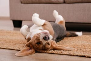 Epic Tips for Happy, Healthy Pets!