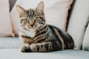 Must-Know Tips for Happy Cats