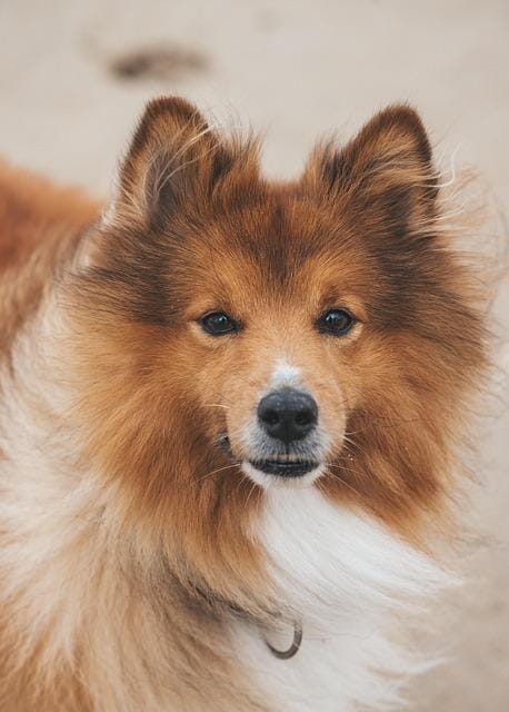 Socialization Techniques‌ for Happy Dogs