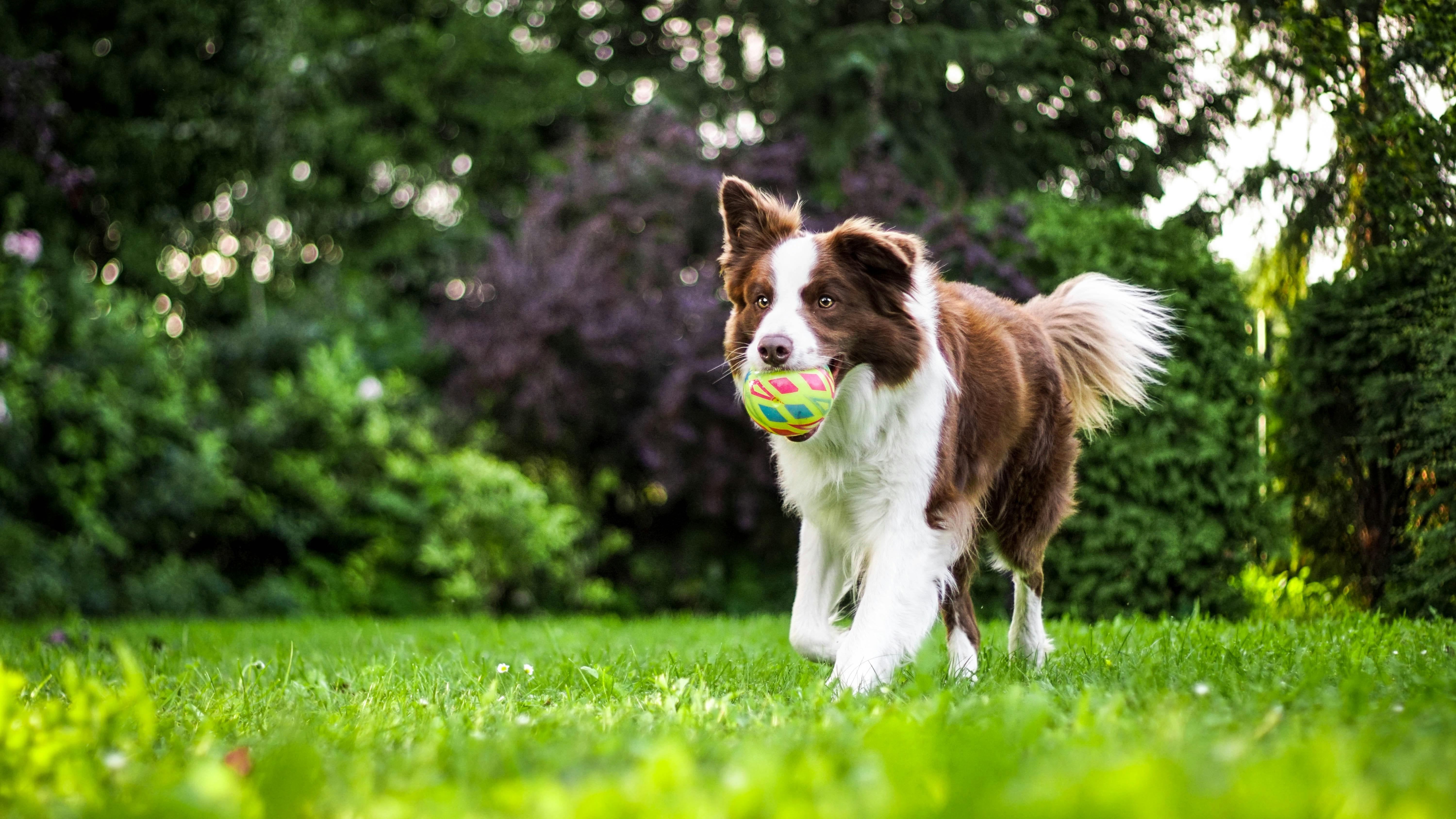 Basic Tricks Every Dog Can Learn