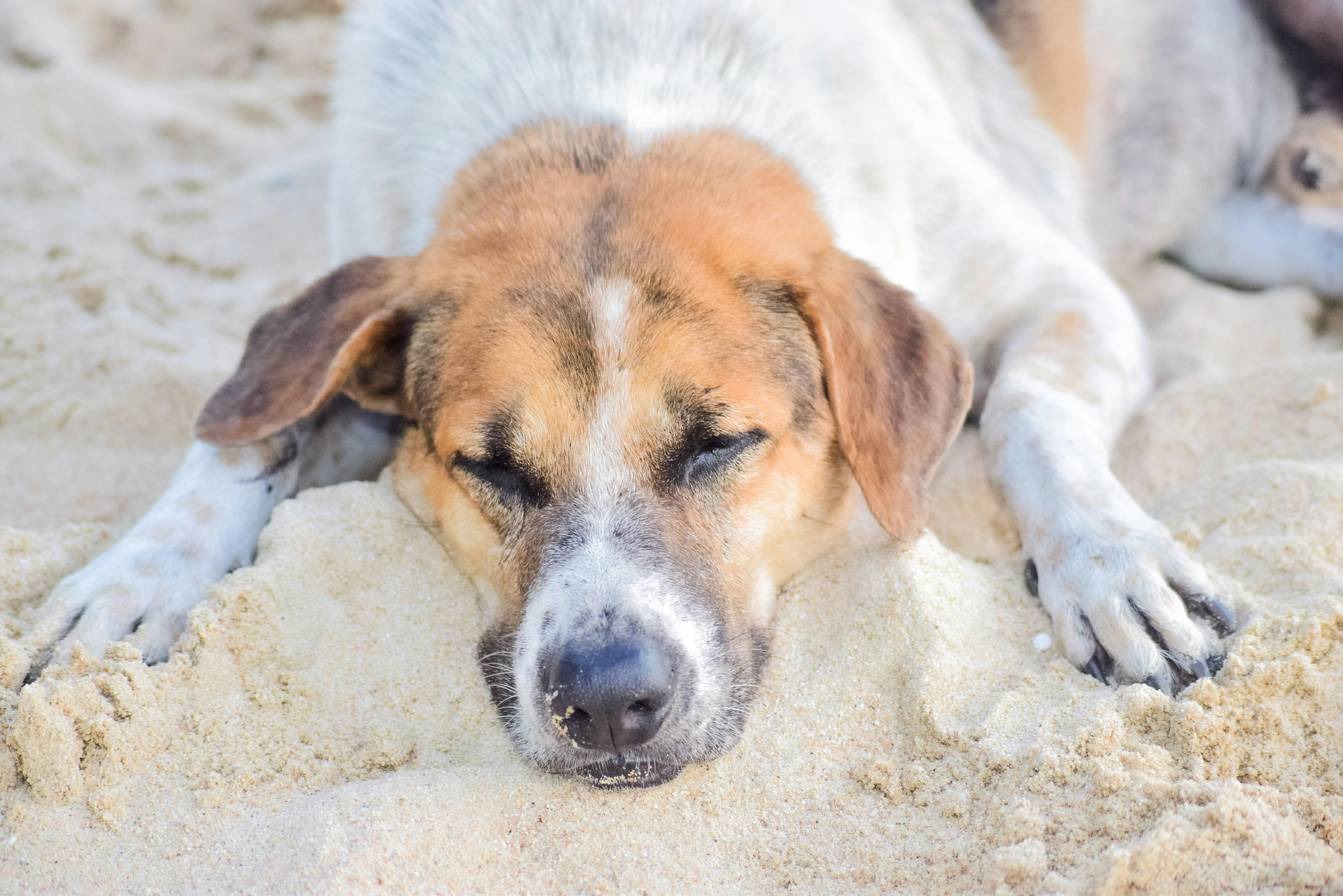 Fun Ways To Keep Your Pet active
