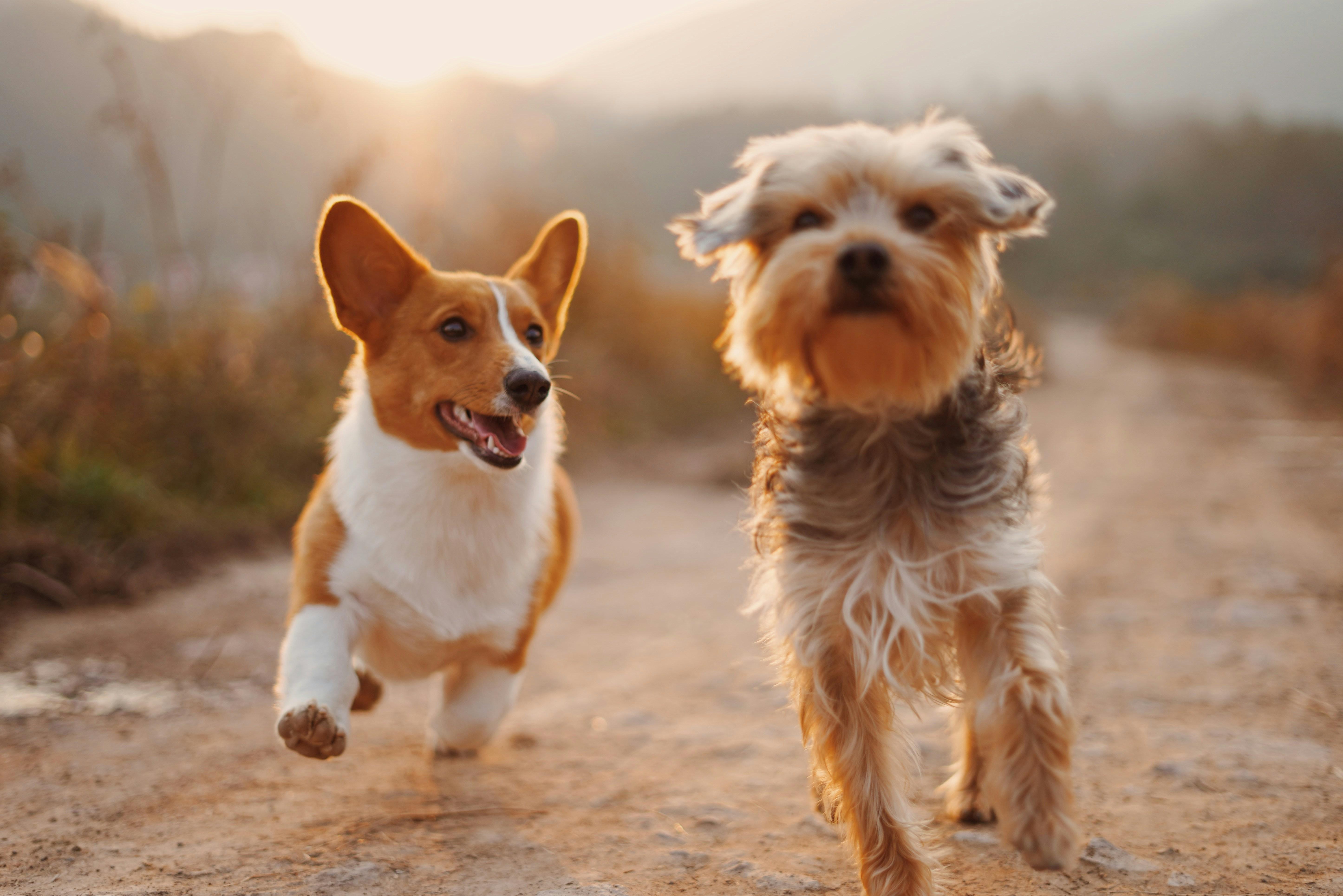 Essential Supplies Every Pet Owner Should Have