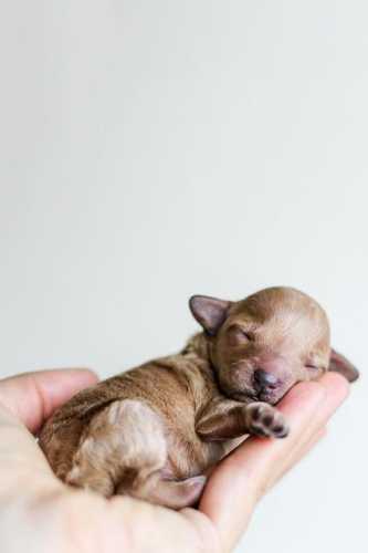 Woof-Tastic Care Tips: Keeping Your Dog Happy & Healthy!
