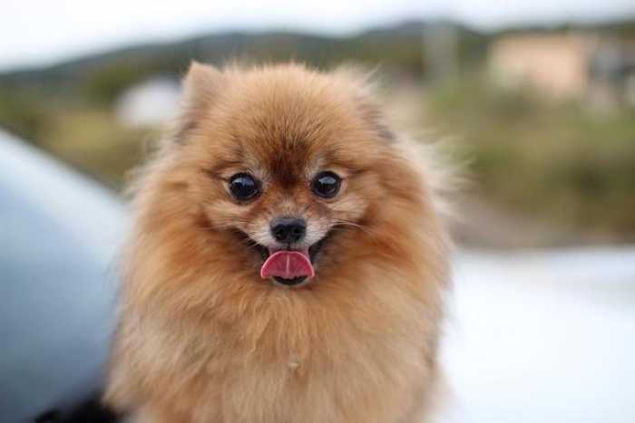 pomeranian dog scared of injection