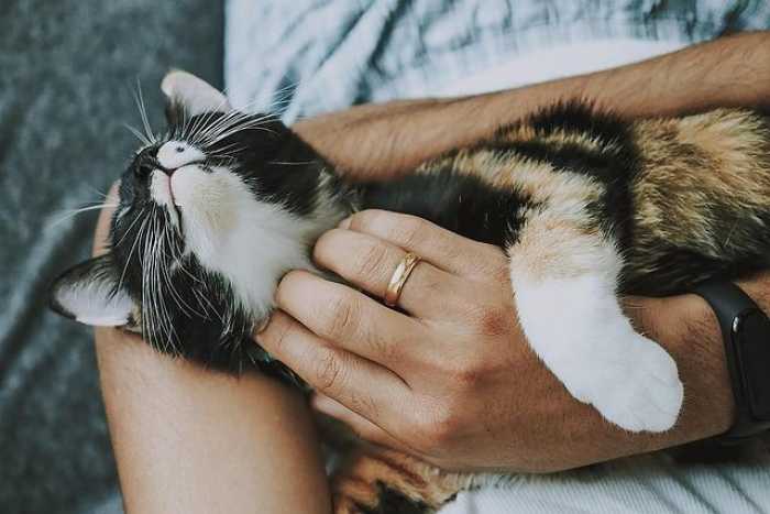 Pet Care 101: Tips and Tricks for Happy Furry Friends!