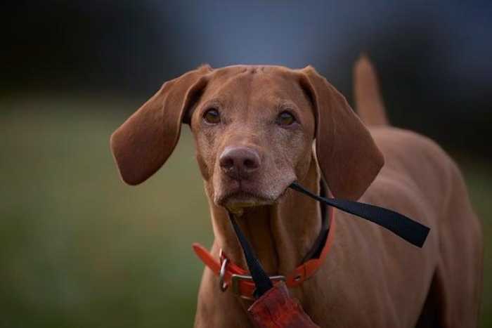Unlock Your Pup’s Potential: Fun Dog Training Tips!
