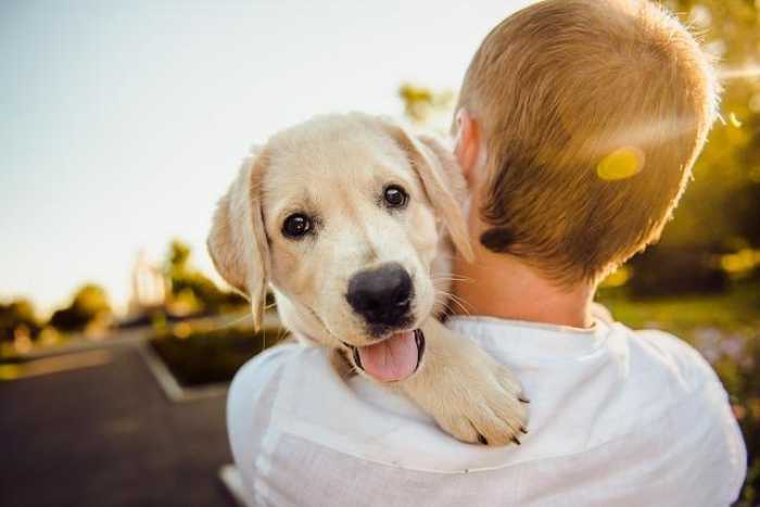Pawesome Tips for Happy, Healthy Pets: Let’s Dive In!