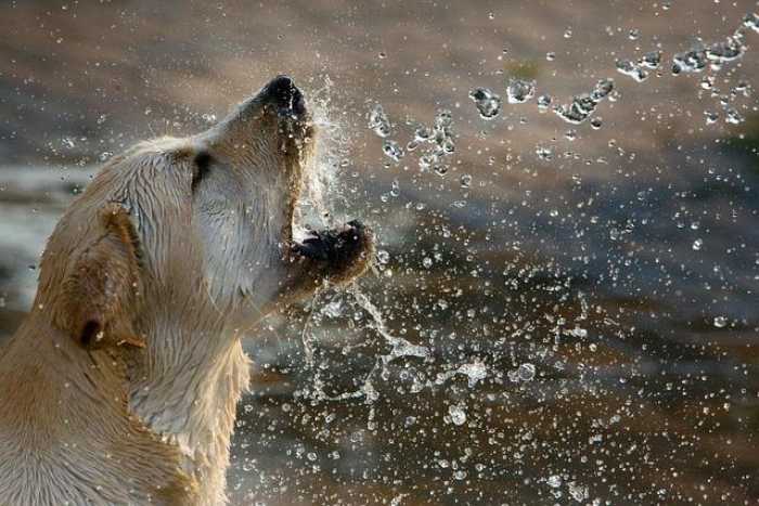 Top Tips for Happy Pups: Your Go-To Dog Care Guide!