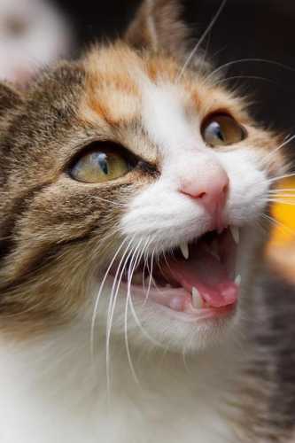 how to deal with angry cat and ferocious cat 😺 part 44