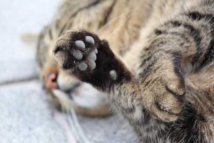 Pawsitively Pawesome: Essential Tips for Happier Pets!