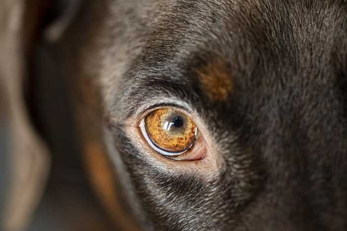 Top Tips for Caring for Your Furry Best Friend!