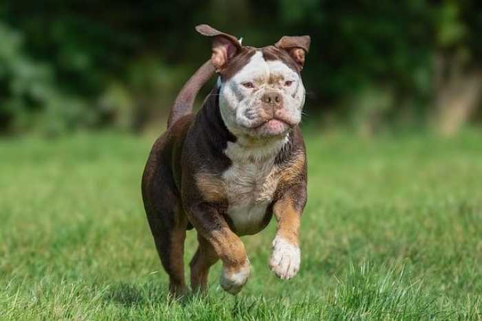 Pawsitive Tips: Fun Advice for Happy, Healthy Pets!