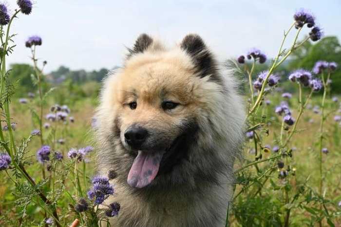 Dog Breeds Give Life Advice