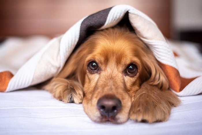 Ultimate Guide to Keeping Your Furry Friends Happy & Healthy!