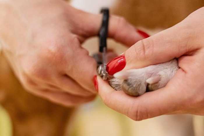 Paw-sitively Hilarious: The Best Pet Comedy Clips You Need!