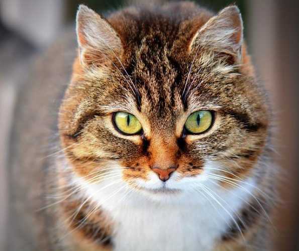 Feline Fun: Purrfect Tips for Happy, Healthy Cats!