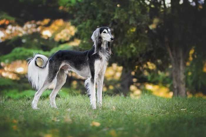 Pawsitively Pawesome: Essential Tips for Happy Pets!