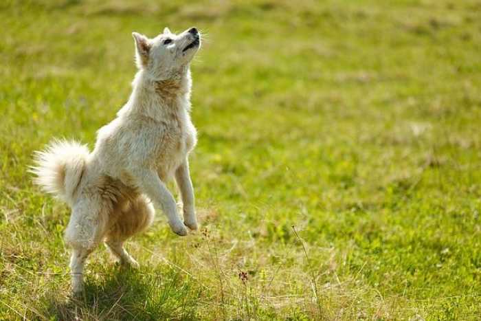 10 EASY DOG TRICKS IN 10 MINS 🐶 Promise, they’re easier than you think