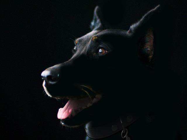 Understanding Your Dog's needs for Happiness