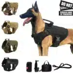 dog with tactical harness