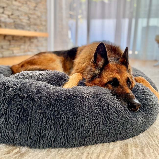 Calming Dog Beds