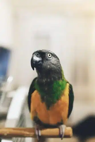 ePetSite-img02-scaled-333x500