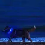 Nylon LED Night Safety Flashing Dog Collar – Keep Your Pet Safe & Stylish - Image 4