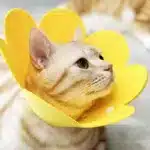 Soft Pet Recovery Collar for Cats & Small Dogs – Protective Cone, Anti-Scratch & Cute Design