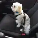 Secure Car Travel for Dogs