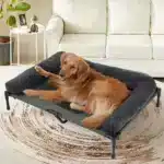 Outdoor Elevated Cooling Dog Bed