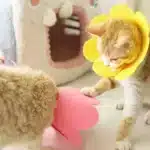 Protective Cone, Anti-Scratch & Cute Design