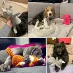 Plush Dog Toy Animal – Soft, Fun & Durable for Playtime - Image 6