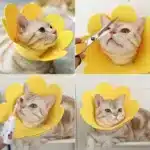 Soft Pet Recovery Collar for Cats & Small Dogs