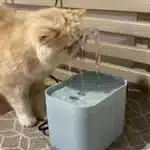 Ultra‑Quiet Automatic Pet Water Fountain 1.5L – USB Recirculating Filter with Anti‑Burnout Pump