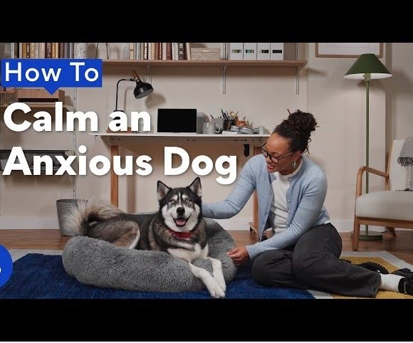 How to Train a Dog with Anxiety at Home: A Calm