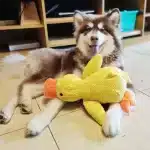Dog Squeaky Duck Toy - Soft plush chew toy for all breeds - Image 4