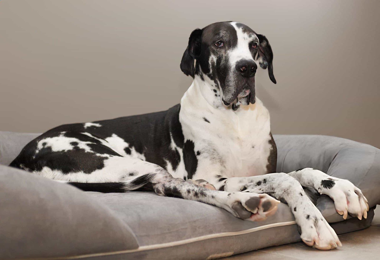 Great Dane and dog bed