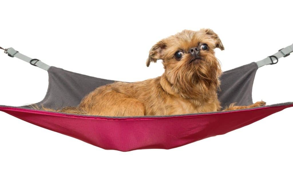 dog hammock